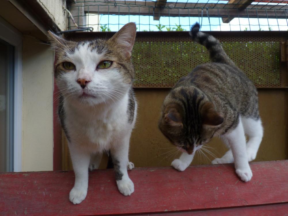 chats en pension