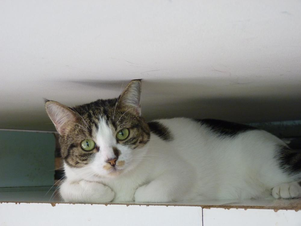 chat