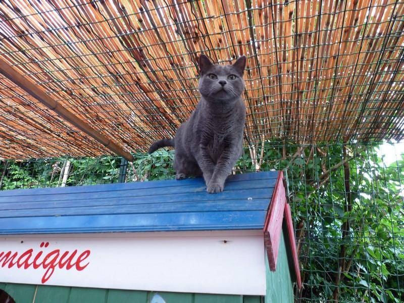 pension sécurisée pour chats à La Boisse