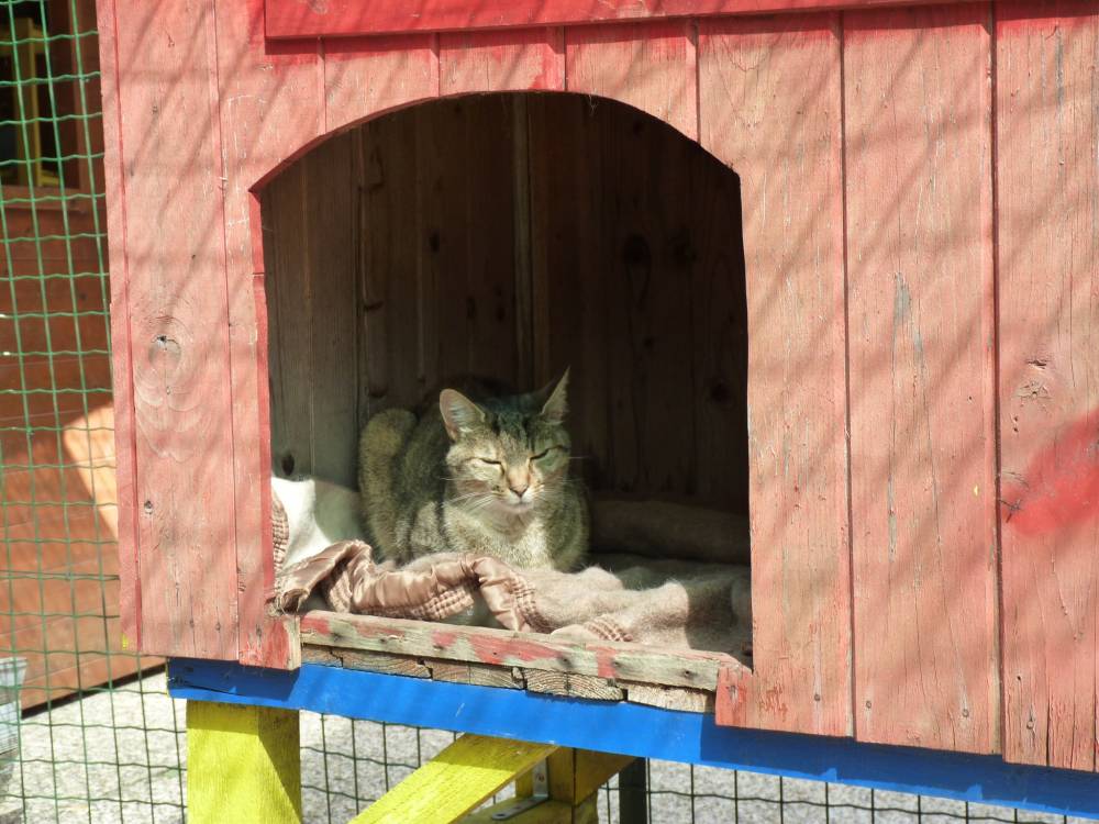 hébergement pour chats à La Boisse