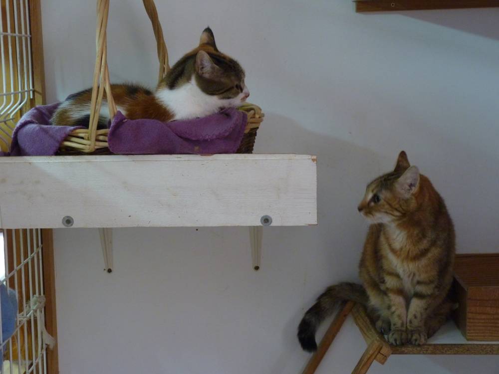 chats