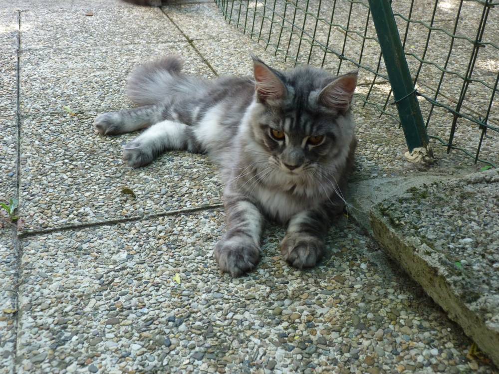 chat tigré angora