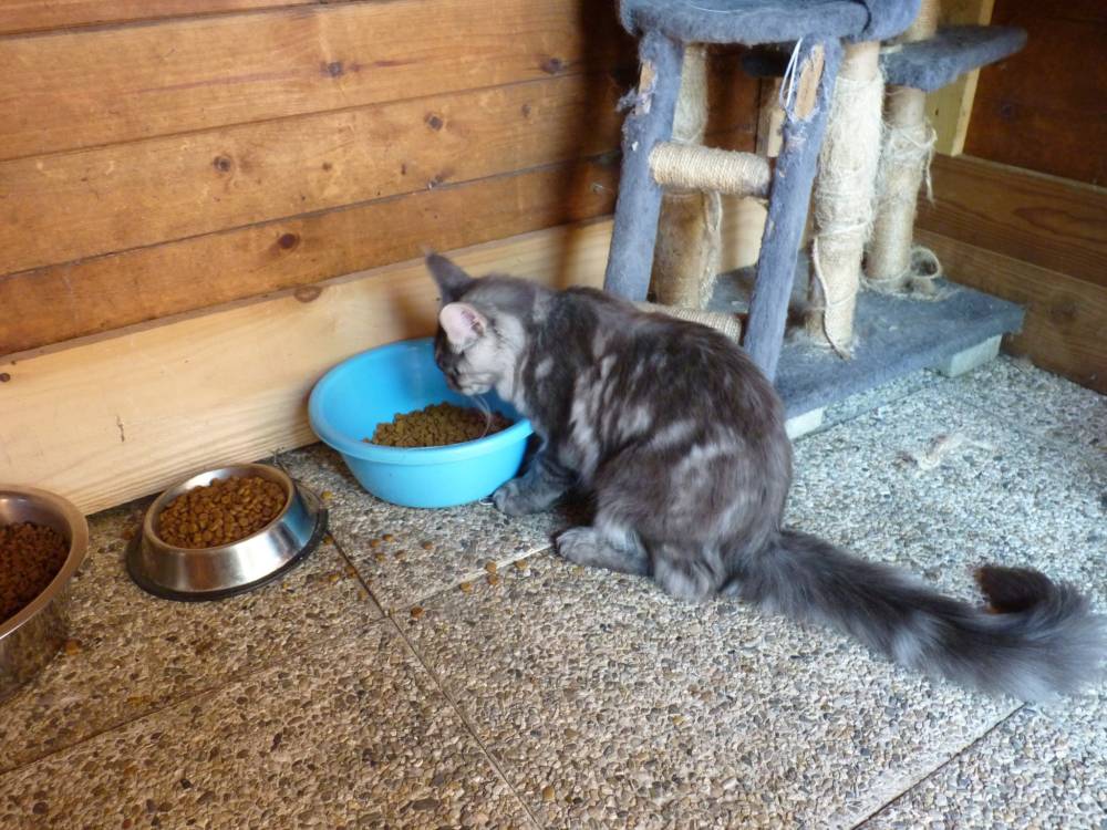 nourriture Royal canin