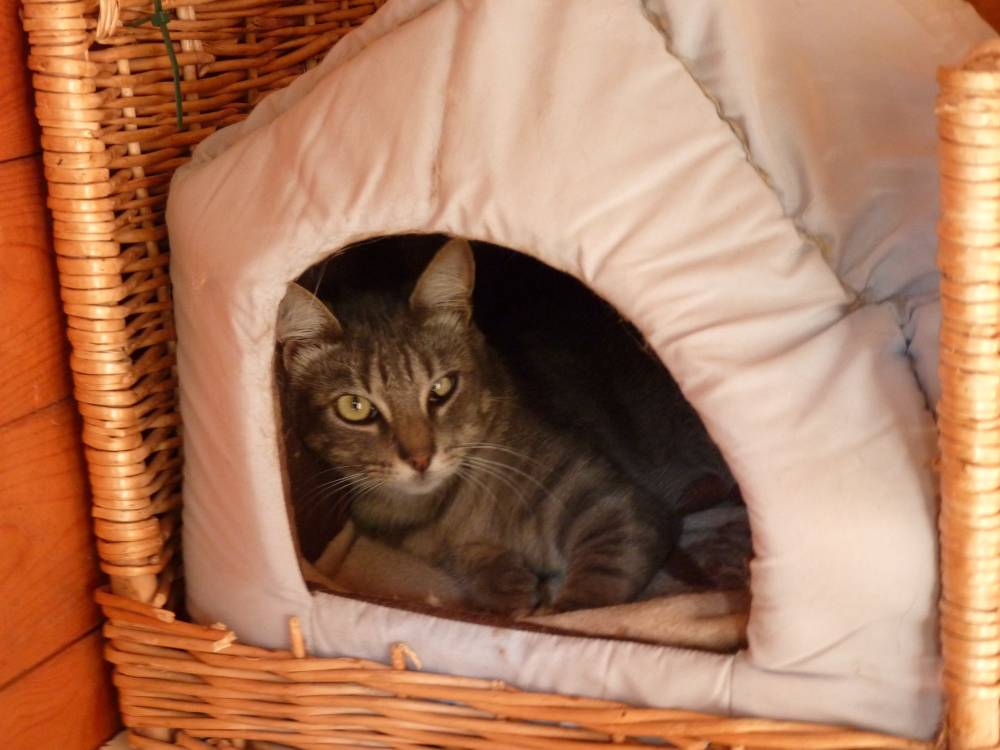 chat dans une cabane en tissu