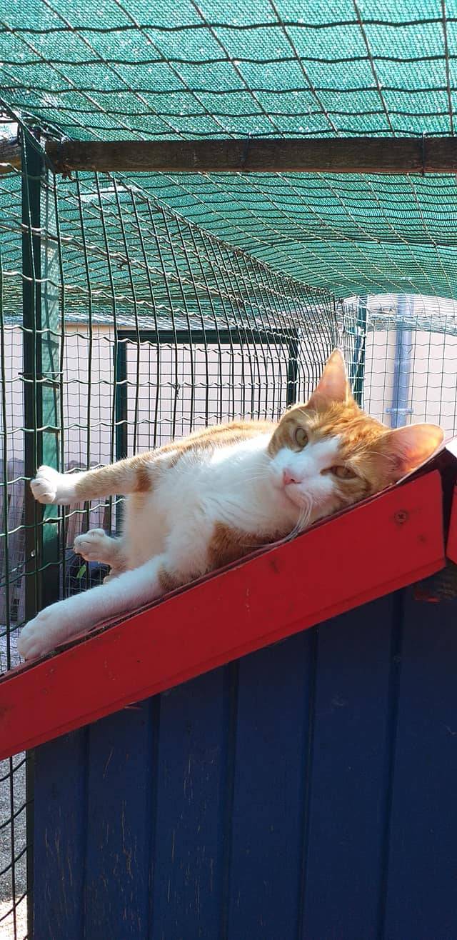 chat sur structure extérieure