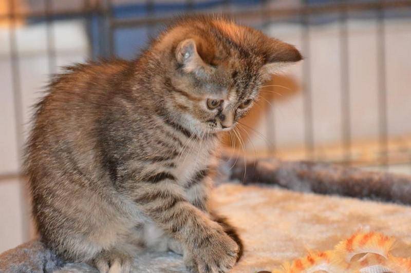 chaton