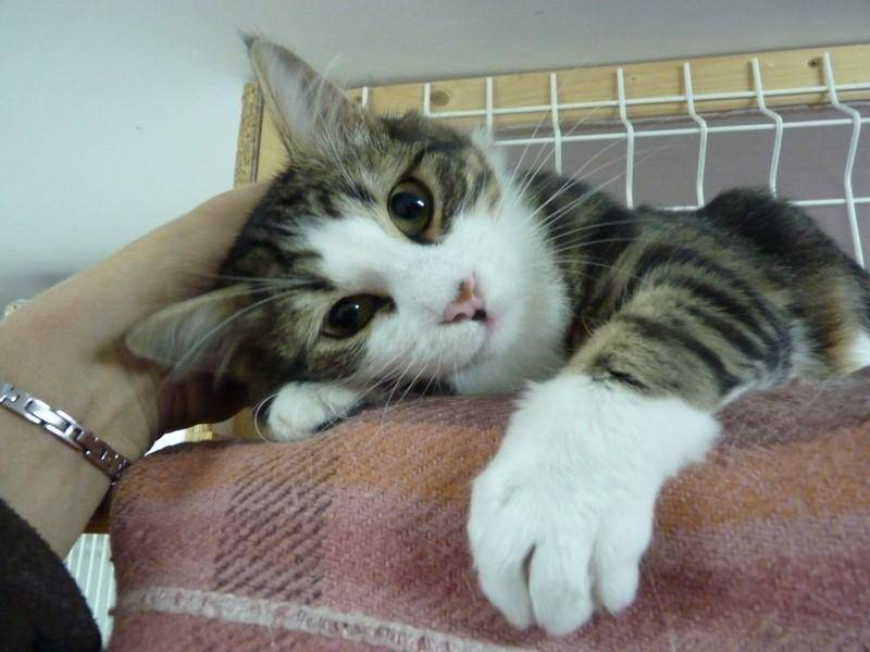 câlin avec un chat
