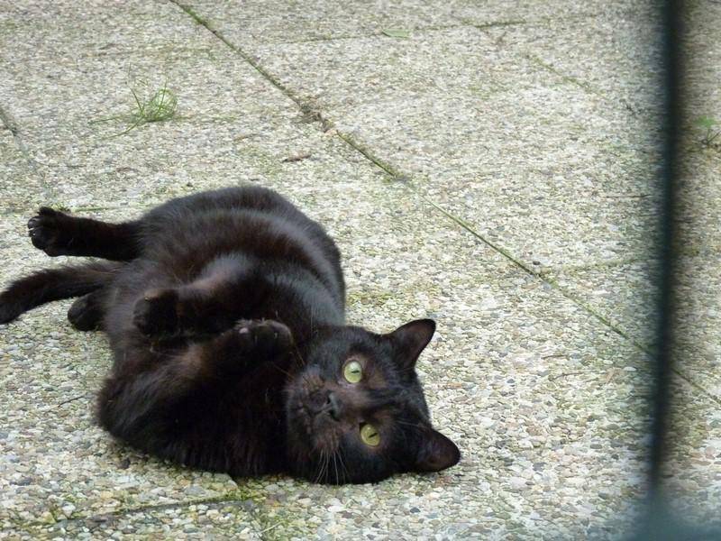 chat noir