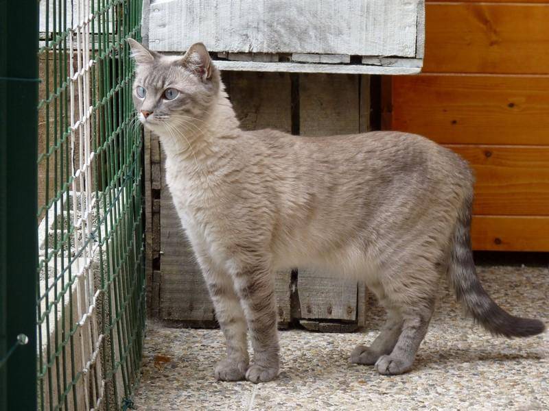 chat