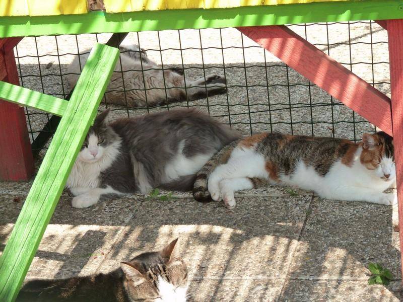 chats