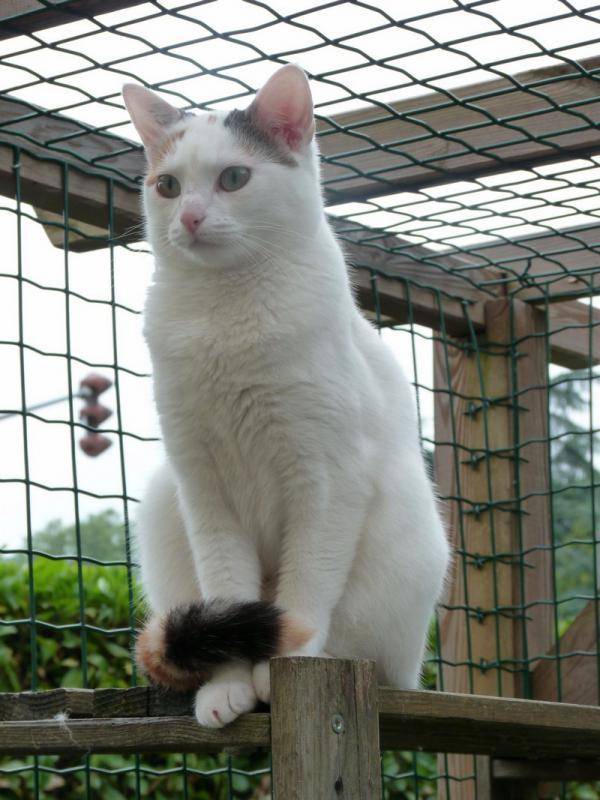 chat