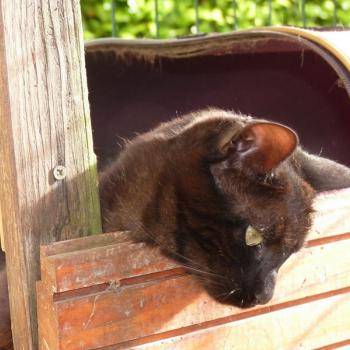 pension-pour-chat-la-boisse_50 (1)