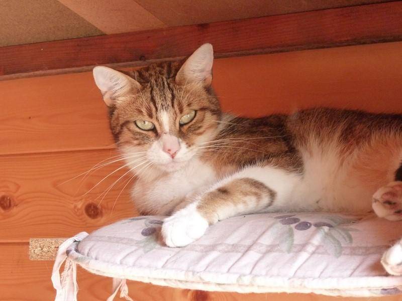 pension-pour-chat-la-boisse_8