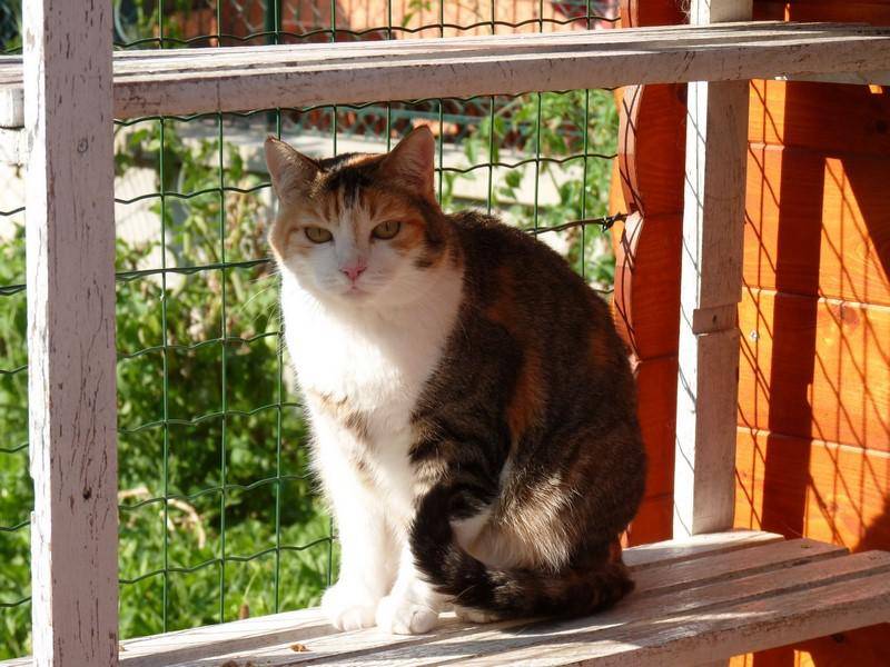 pension-pour-chat-la-boisse_6