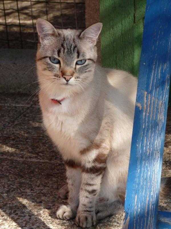 pension-pour-chat-la-boisse_9