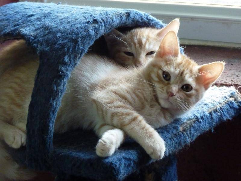 pension-pour-chat-la-boisse_10
