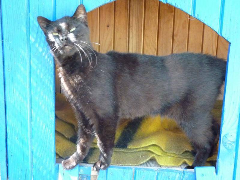 pension-pour-chat-la-boisse_13