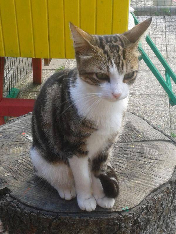 pension-pour-chat-la-boisse_14