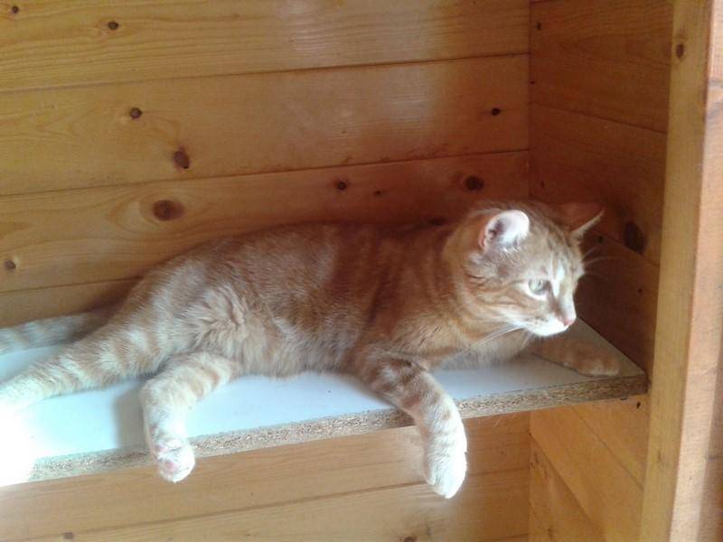 pension-pour-chat-la-boisse_23
